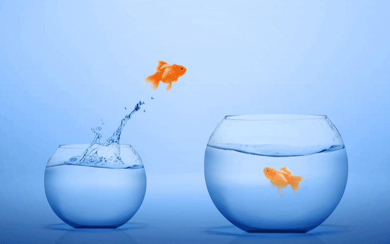 One goldfish jumping out of a bowl to illustrate how business owners must be able to see beyond their 