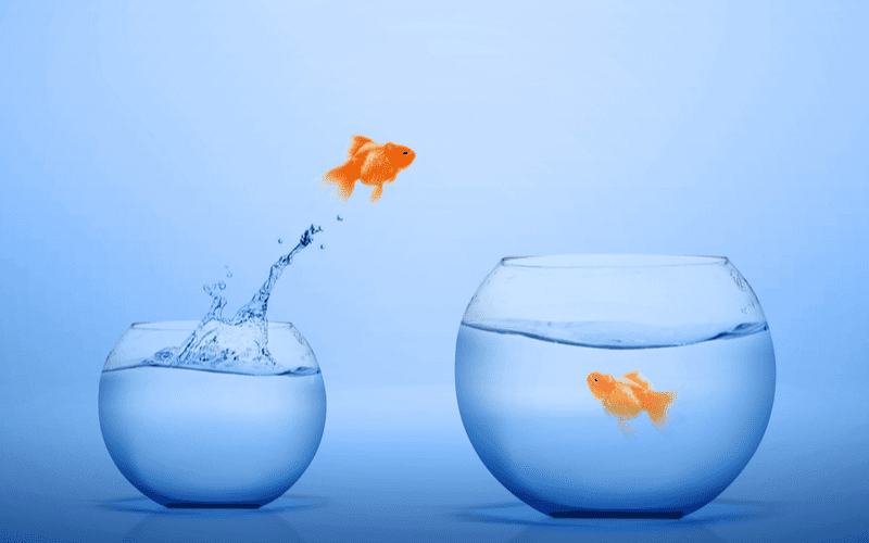 One goldfish jumping out of a bowl to illustrate how business owners must be able to see beyond their
