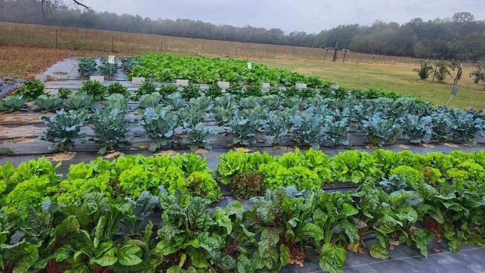 Her ultimate goal is to make locally grown, healthy food available in a parish where options are limited.