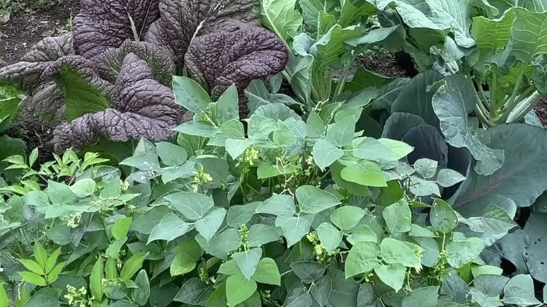 Gigi&rsquo;s Garden also plans to launch new Community Supported Agriculture (CSA) subscriptions, providing consistent access to fresh, locally grown food.